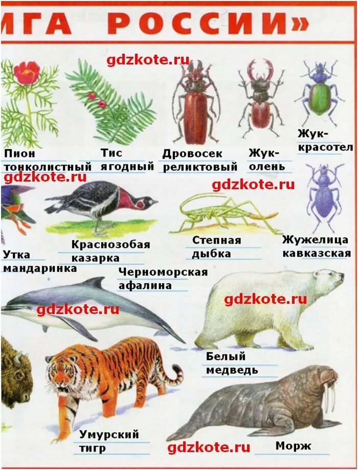 Окружающий мир красная книга ответы