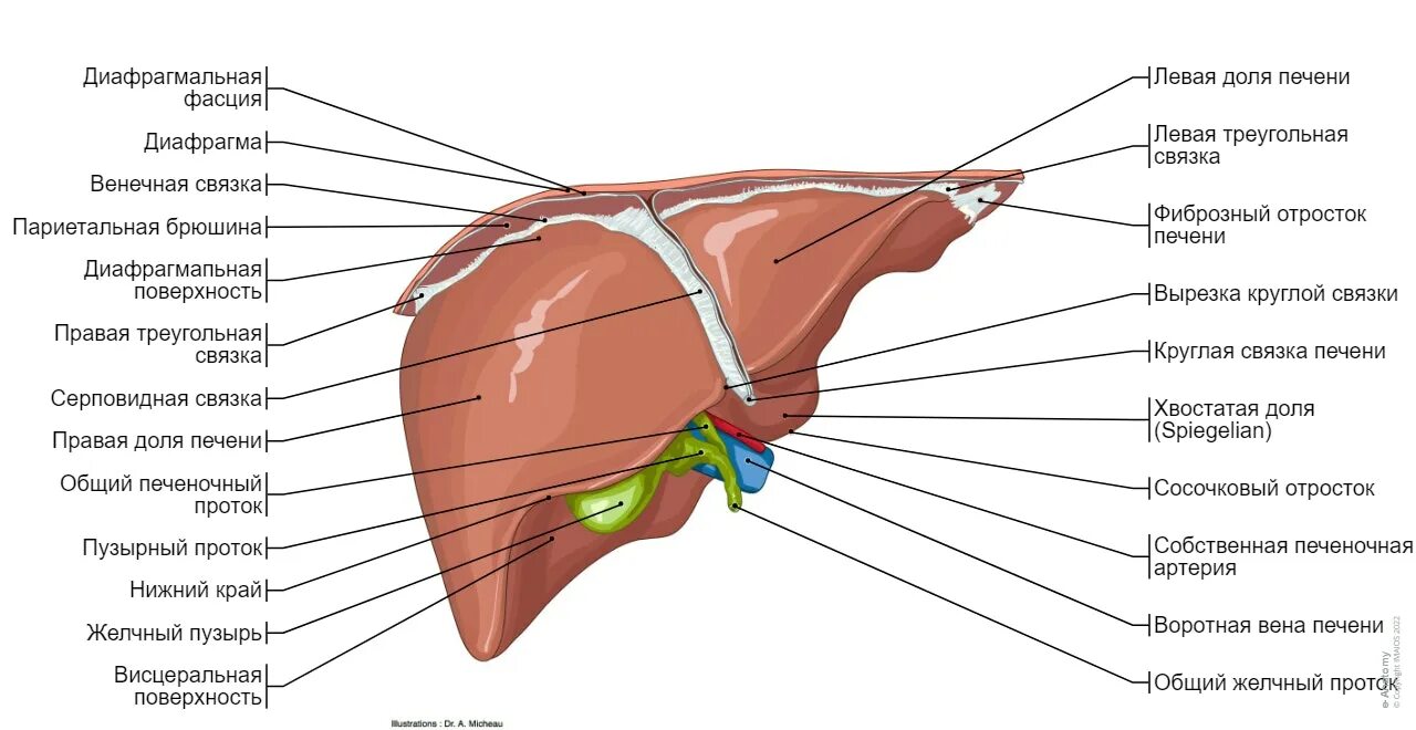 Топографическая анатомия печени. Печень анатомия человека топография.