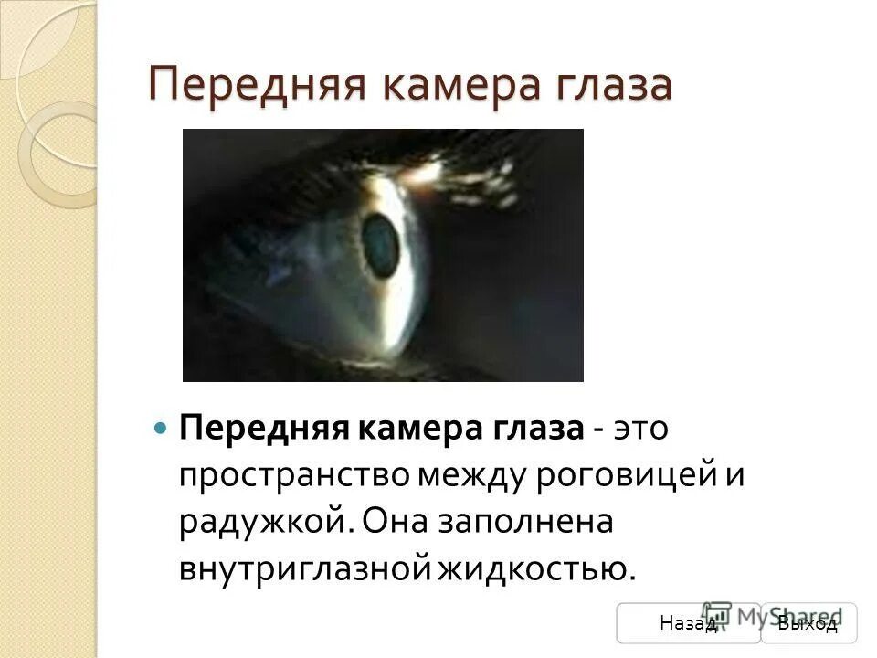 зона самого ясного видения предметов в глазу. глазной анализатор строение и функции. сосудистая оболочка глазного яблока строение. передняя и задняя камеры глаза функции. пространство между роговицей и радужкой.