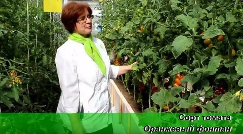 Томат оранжевый фонтан