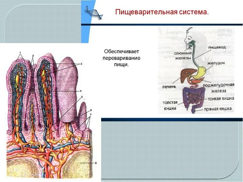 Пищеварительные железы пищеварительного тракта. Стенки пищеварительной системы гистология. Стенка пищеварительного тракта гистология. Пищеварительные железы кишечника.