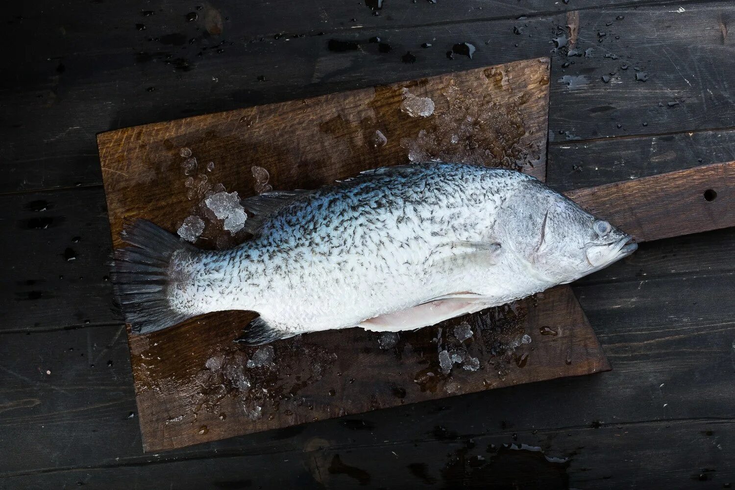 Окунь Барамунди австралийский. Barramundi рыба. Барамунди (белый морской окунь).