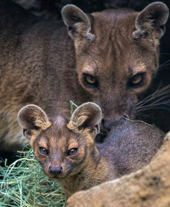 Эйра животное