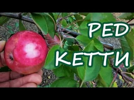 Яблоня кетти