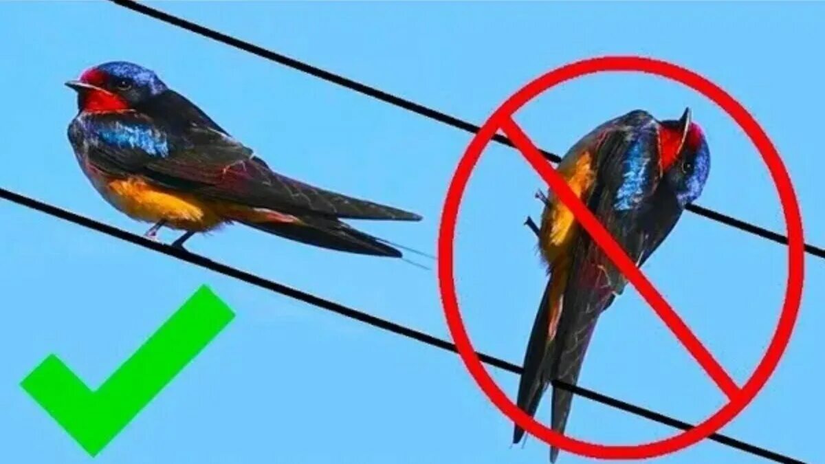 Почему птицы сидят на проводах. Птицы на проводах ток. Птицу бьёт током на проводе. Почему птиц не бьёт током на проводах.