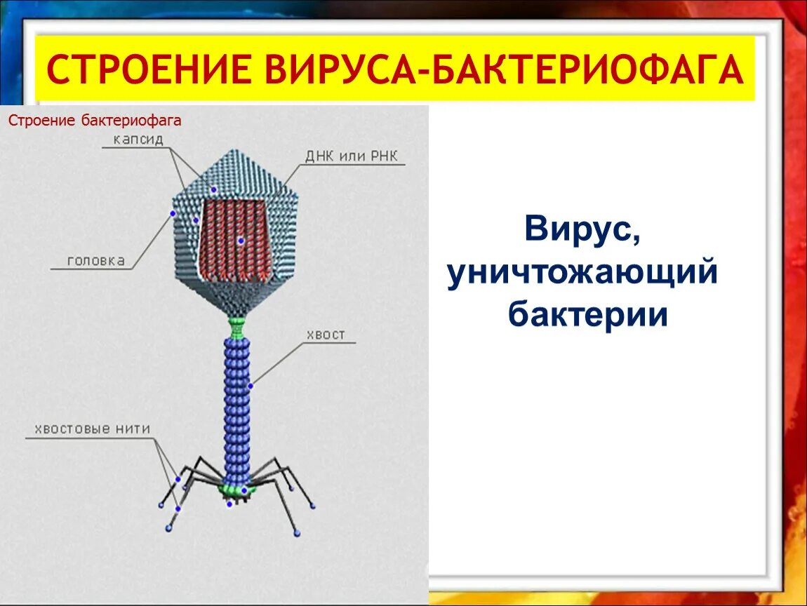 Строение вируса бактериофага. Схема вируса бактериофаг 5 класс. Строение вируса строение бактериофага. Строение бактериофага коли. Наследственный аппарат вируса формы жизни бактериофаги