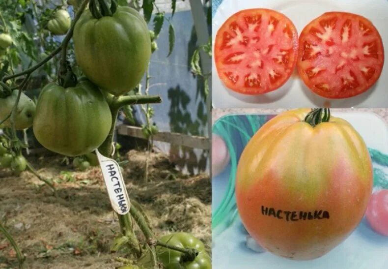 Сорт настенька томаты отзывы. Сорт помидор настенька. томат настенька сибирская селекция. томат настя сибирячка. семена помидор настенька.