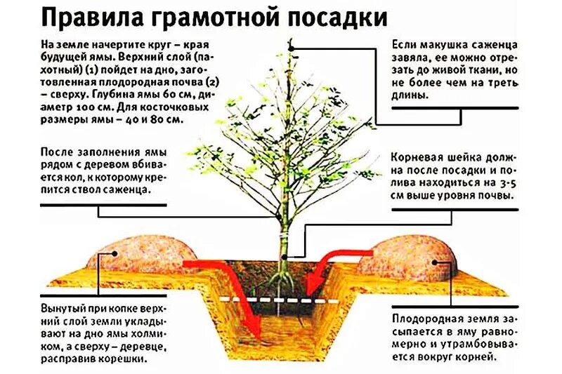 Можно ли пересадить дерево. Груша Окс корневая шейка. Порядок посадки саженца. Как правильно посадить грушу. Правильная посадка черешни весной.