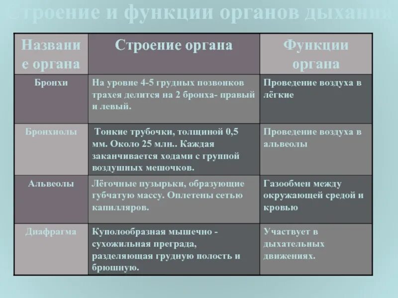 Строение и функции органов дыхания таблица. Таблица строение и функции системы органов дыхания. строение и функции дыхательной системы таблица. органы дыхания особенности строения и функции таблица.