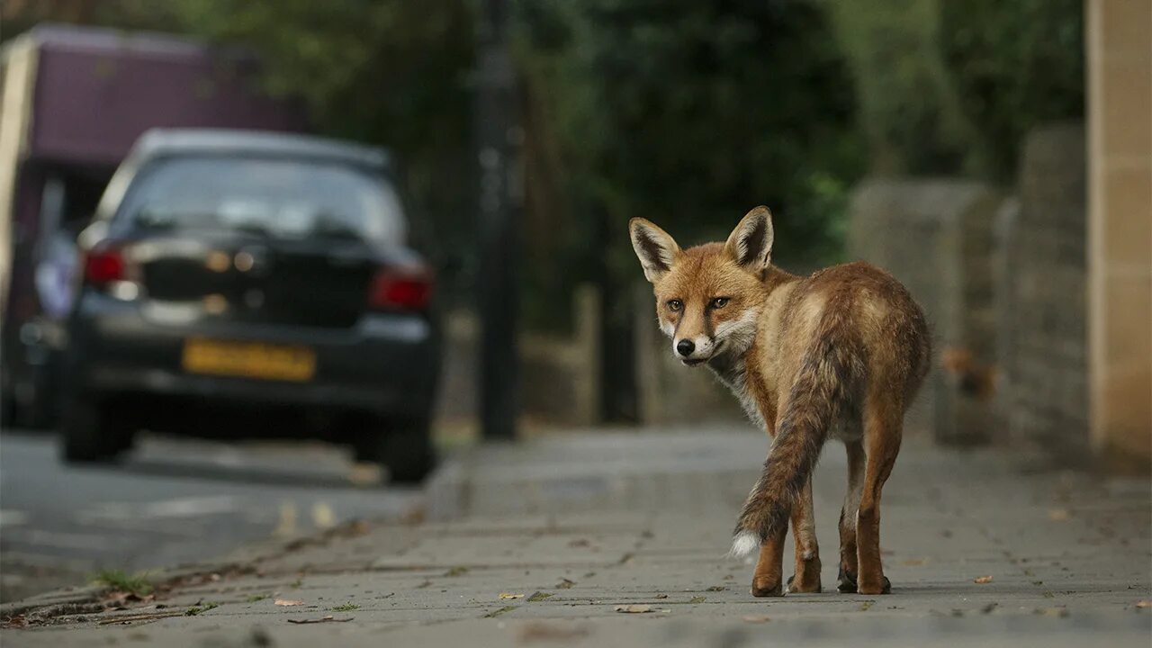 West foxes. Fing fox team. Лисы в ирландии. Серебристая лисица. West foxes.