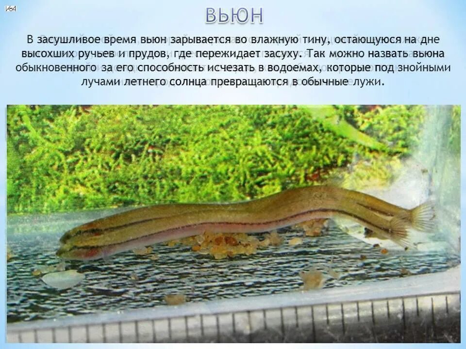 Вьюнок полевой семена. Вьюнок полевой. Вьюн какое слово. Вьюн. Народный календарь 15 июня вьюн зеленый.