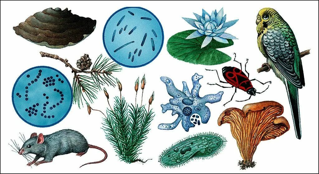 Представители разных царств живой природы. Живые организмы. Различные живые организмы. Многообразные живые организмы. Многообразие живых организмов.