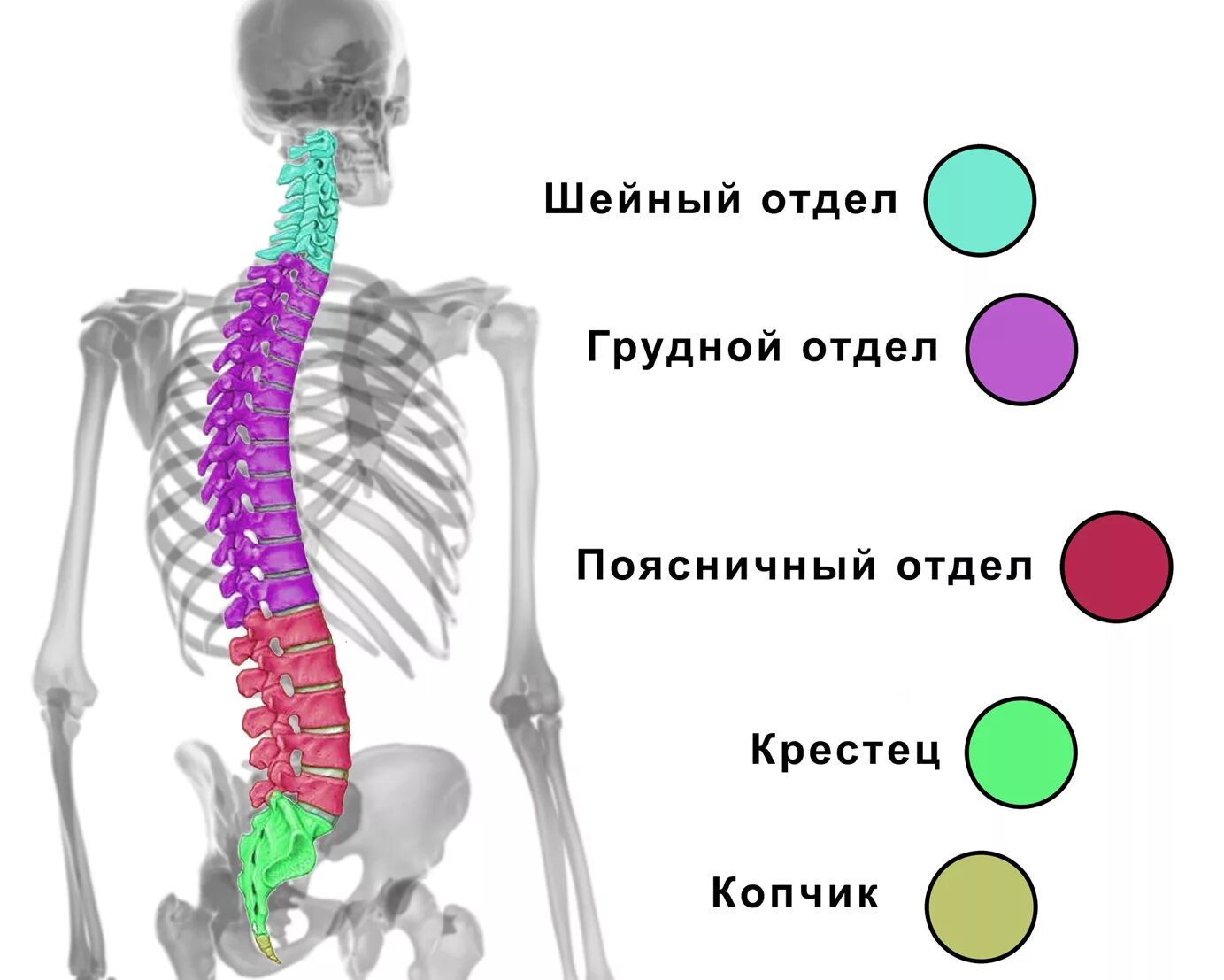 Отделы спины. Дорсопатия пояснично-грудного отдела. Дорсопатия пояснично-крестцового отдела. Отделы позвоночника человека. Строение скелета человека поясничный отдел.