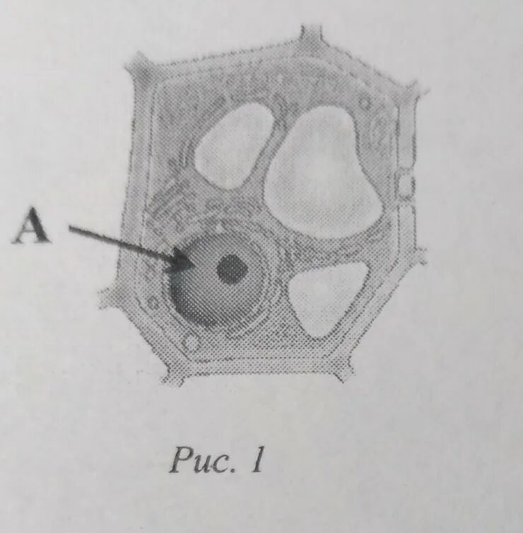Строение растительной клетки ВПР. Рассмотрите рисунок растительной клетки рис 1. Растительная клетка ВПР 6 класс. Строение растительной клетки 6 класс ВПР.