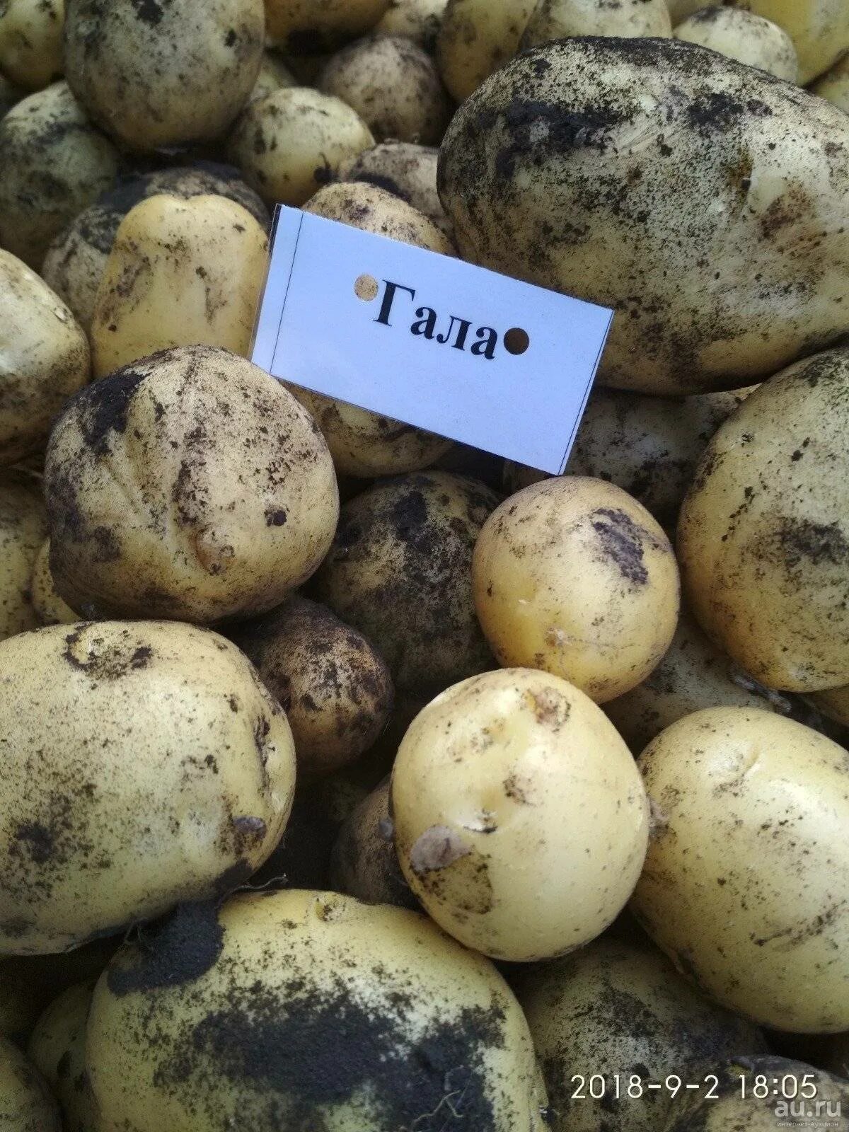 Картофель карелия описание сорта. Сорт картофеля Гала. Семенной картофель. Сорт Гала.