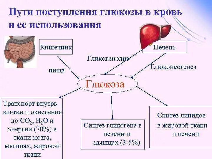 Схема использования Глюкозы клетками печени. Регуляция содержания Глюкозы в мышечной ткани. Пути использования Глюкозы в крови. Пути поступления Глюкозы в кровь.