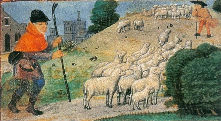 Новейшее время хозяйство. Овцеводство в Англии 16 век. Овцеводство Англия средневековье. Хозяйство средневековых крестьян Европы. Англия 13 век сельское хозяйство.