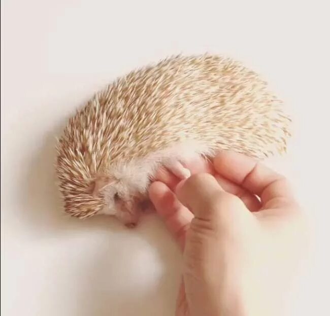 рука гладит ёжика. настоящий мужик гладит ежа. гладит ежа. гладит ежа. погладить ежа.