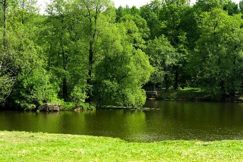 Кузьминский лес