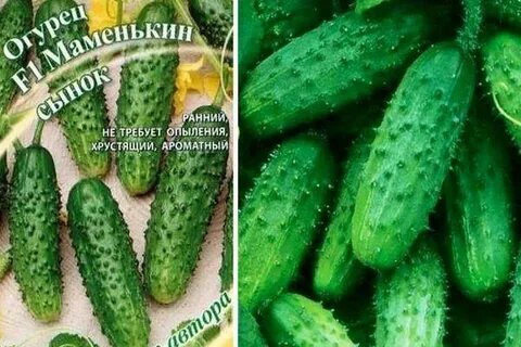 Огурец сорт любимчик
