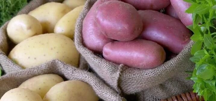 Ластрада сорт картофеля