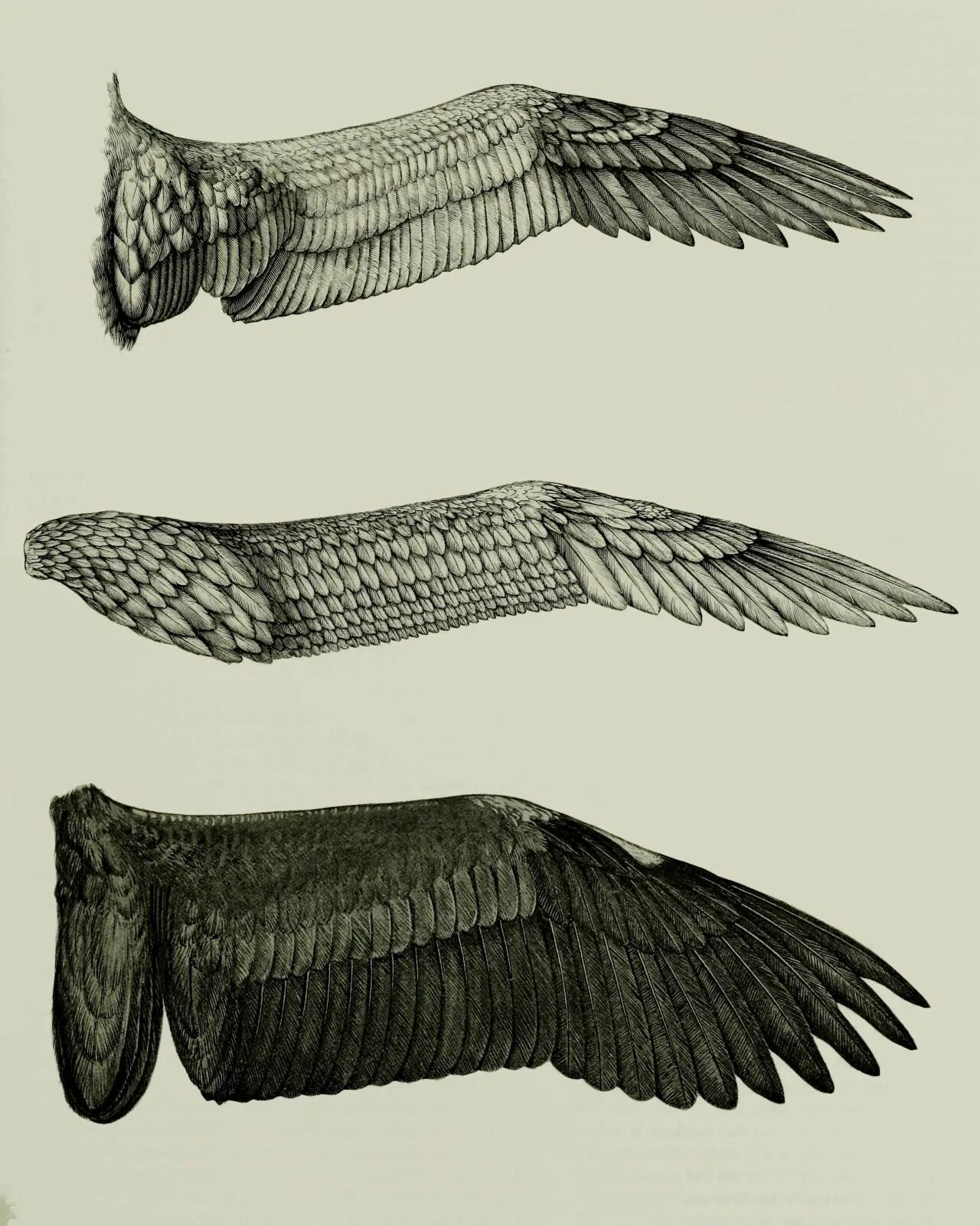 Стали птицы на крыло. Сложенные Крылья сбоку. Крыло птицы. Птичье крыло. Крыло птицы вид сверху.