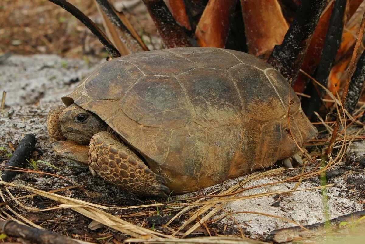 Черепаха Гофер. Флоридская черепаха. Техасский Гофер. Черепахи живут 300