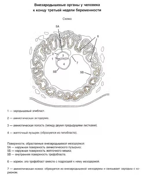 Формирование внезародышевых органов гистология. Внезародышевые органы схема. Внезародышевые органы человека гистология. Образование внезародышевых органов у человека.