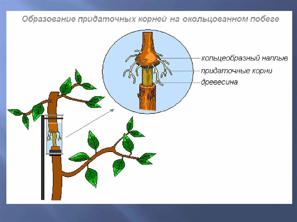 Сделайте кольцевой надрез на древесной ветки. Передвижение по стеблю органических веществ. Опыт передвижение органических веществ по стеблю. Передвижение воды в растении. Движение Минеральных веществ в растении.