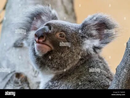 The koala female Sydney sits on a tree in her enclosure in the Prof. 