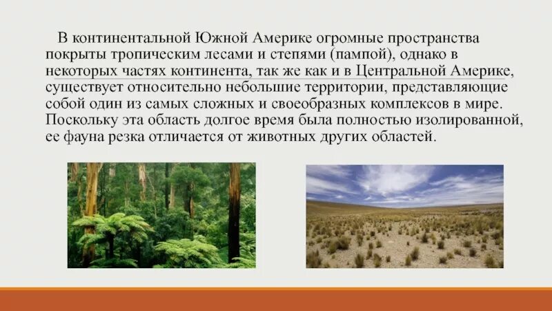 Пампа природная зона южной америки. Растительный мир пампы в Южной Америке. Неотропическое царство животные. Растения пампы Южной Америки. Растительный мир Неотропической области.