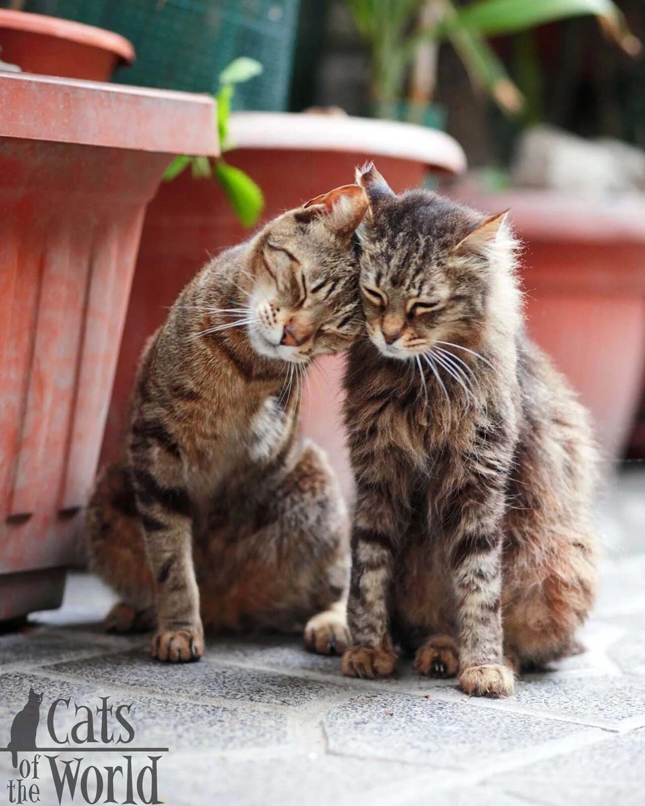 Почему коты ласкаются
