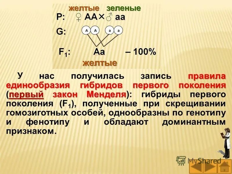 Когда был принят процитированный документ. Первый закон менделя о единообразии гибридов первого поколения. Закон доминирования менделя. К утверждению и распространению. К утверждению и распространения единообразия.