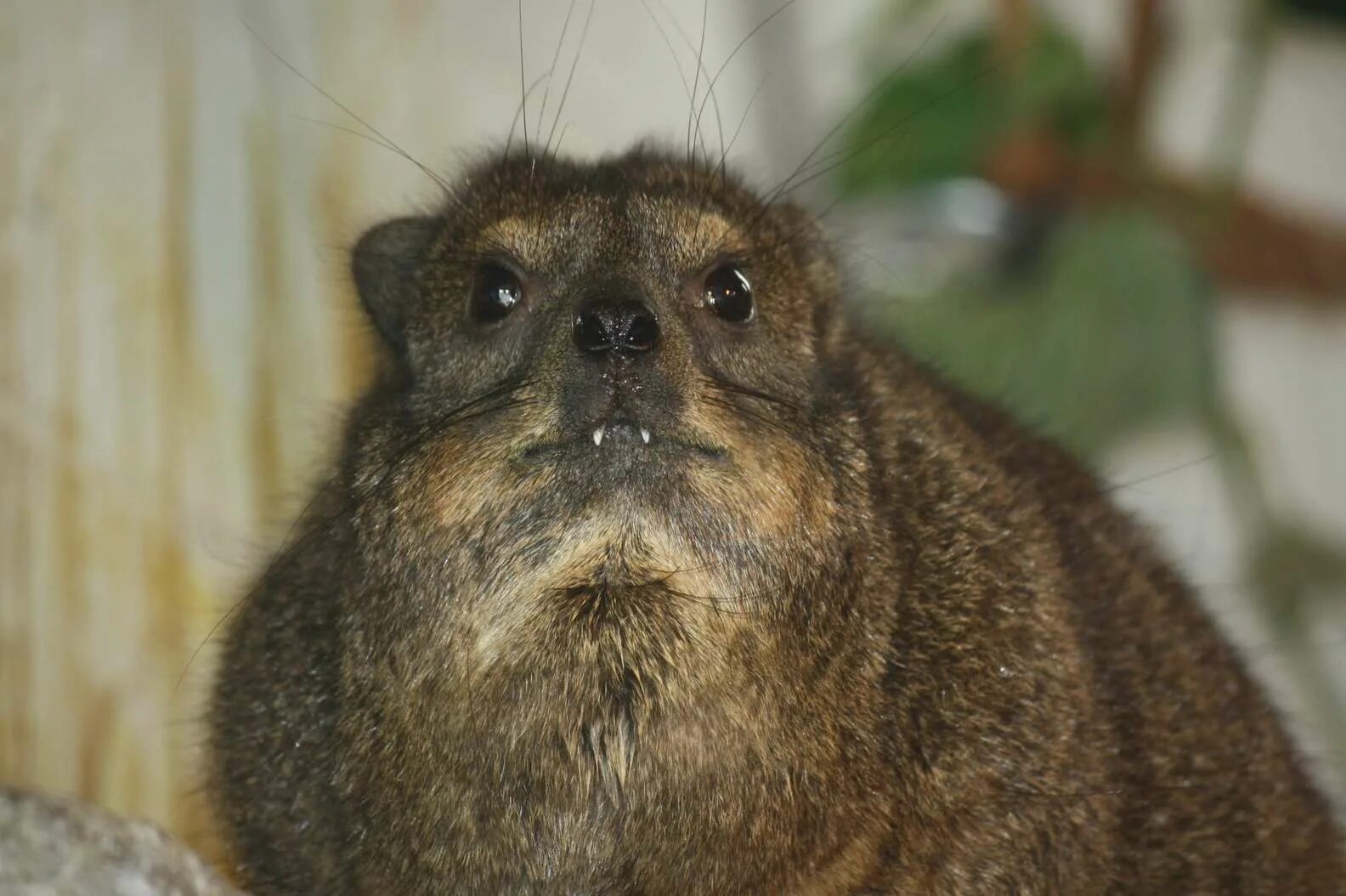 Animals you look like. Рок хиракс. Даманы Hyraxes улыбаются. Rock Hyrax животное на русском. Горный Хайракс.