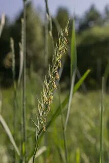 Пырей сорняк фото как выглядит
