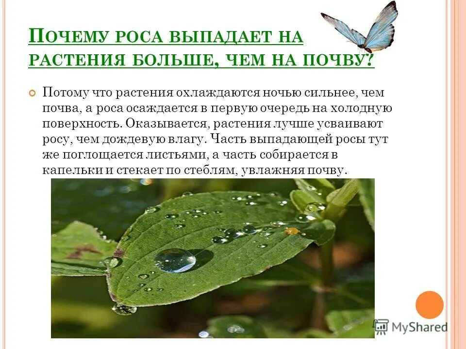 точка росы это в физике. на поверхности земли выпала роса значит что. образование росы на траве. образование росы схема. образование росы.