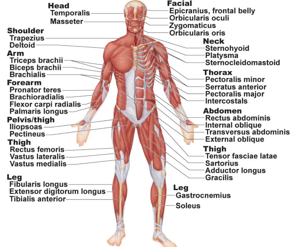 Мышечная система какие органы входят. Мышечная система. Мышечная система подростка. Muscle body. Muscles in Human body.