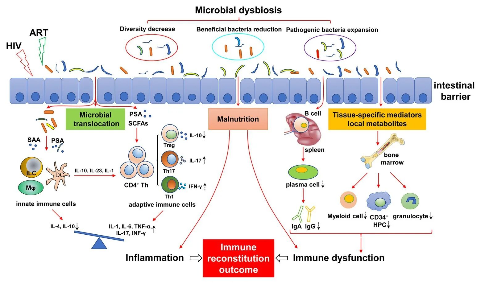 Иммунология. Микробиота. Микробиота глютен. Функции микробиоты иммунология. Human immunodeficiency virus 1