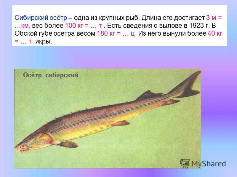 Русский осетр рыба. Сибирский осетр красная книга. Осетров рассказы. Стерлядь рассказ для 2 класса. Стерлядь описание рыбы.