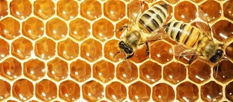 Honey house ризли