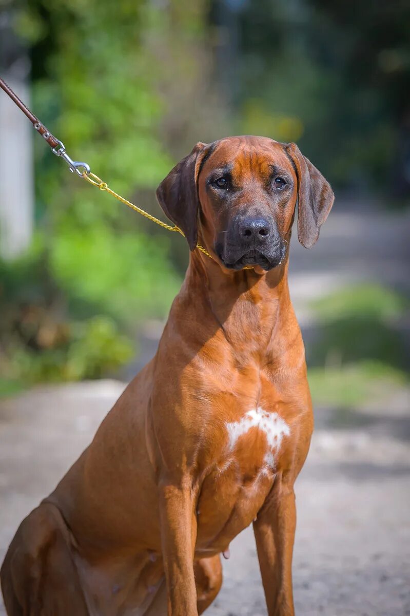 родезийский риджбек / rhodesian ridgeback. родезийский риджбек родезийский риджбек. родезийский риджбек. родезийский риджбек. порода собак родезийский риджбек.