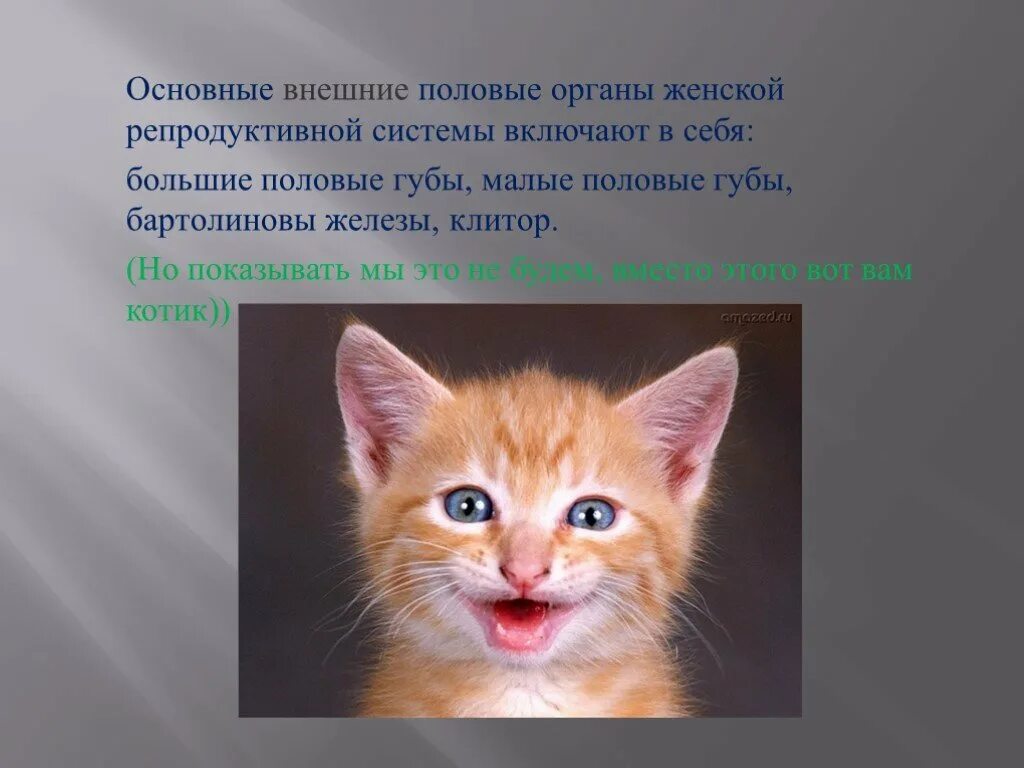 Большие половые органы женщин. Большие внешние внешние половые губы.