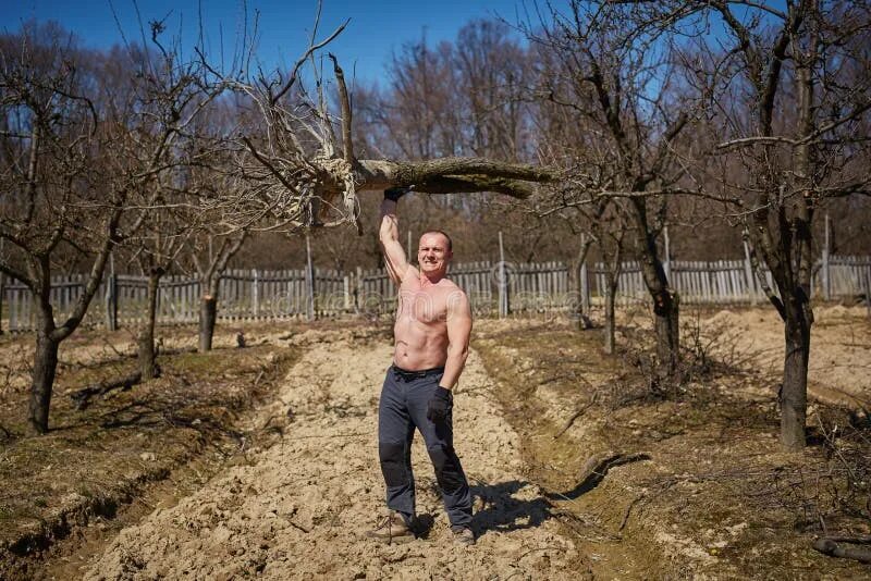Человек поднял дерево