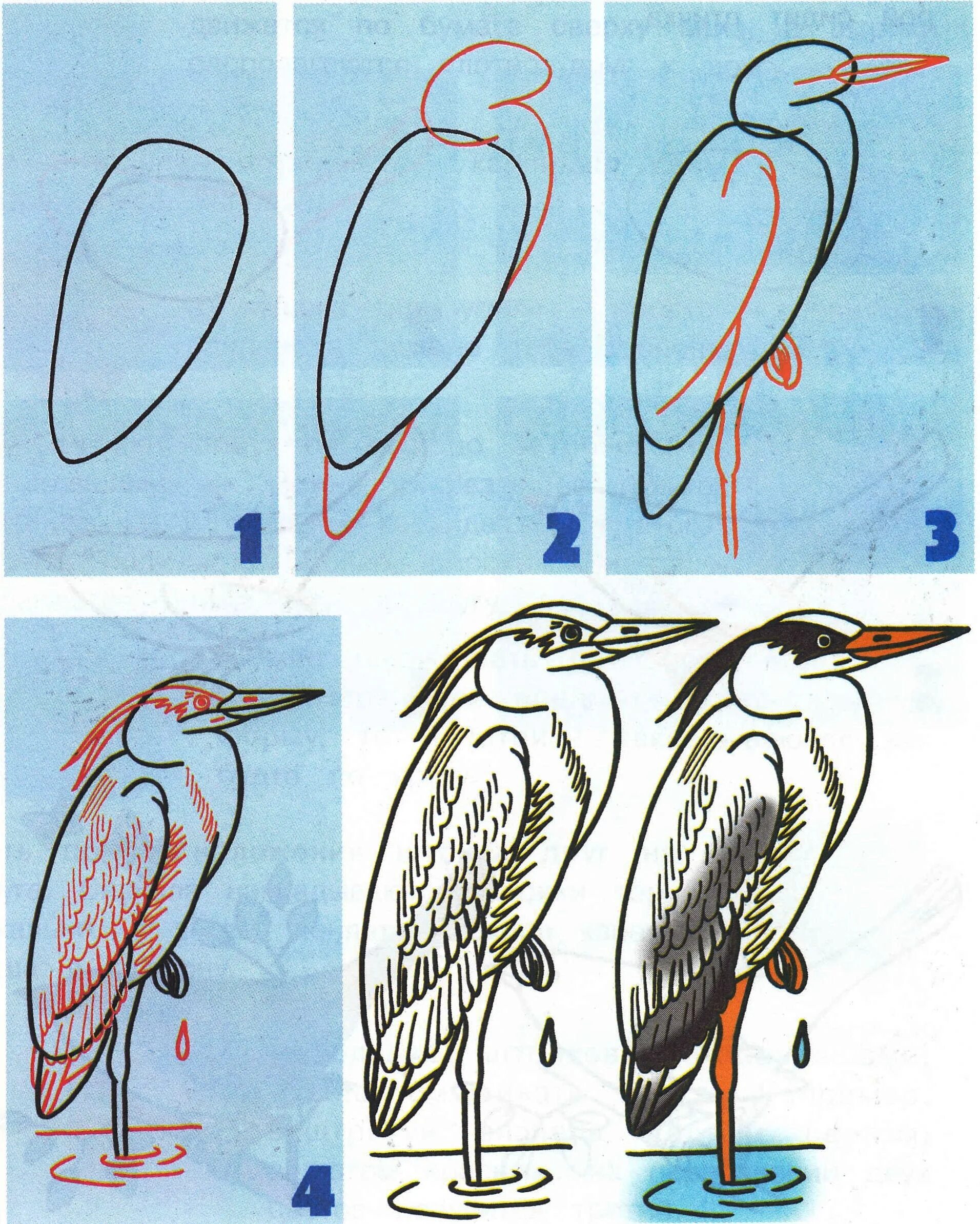 Рисунок птицы 5 класс. Последовательное рисование птицы. Поэтапное рисование птиц. Схема рисования птицы для детей. Рисование птицы пошагово.