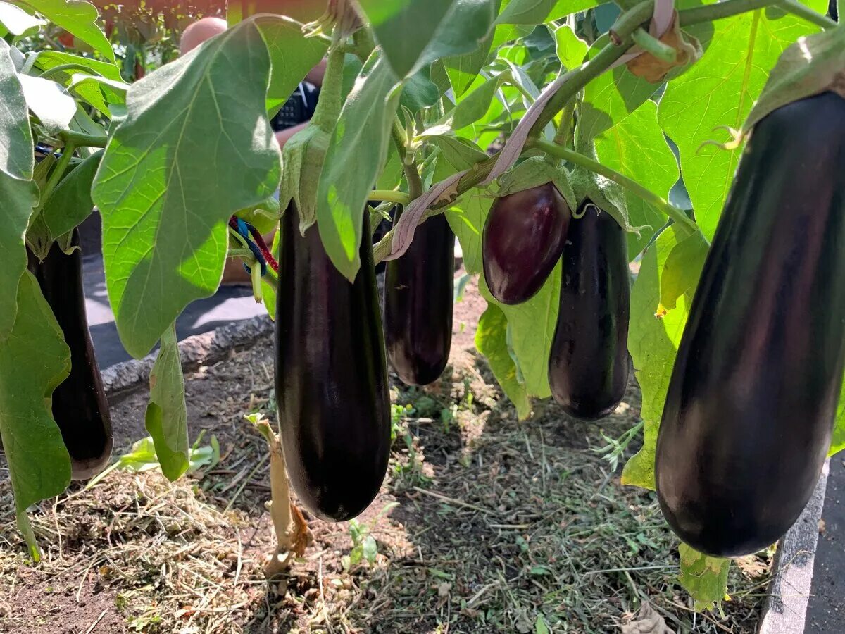 Баклажан андрюша f1 характеристика. Баклажан андрюша f1 характеристика. Баклажан сорт андрюша. Баклажан андрюша f1. Баклажан f1 голиаф.