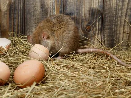 Rodents and Your Coop - Backyard Poultry.