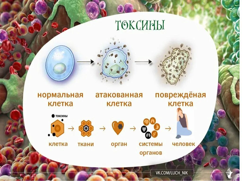 Токсин. Токсины в организме. Виды токсинов. Взаимодействие зоотоксинов и организма. Токсин форум