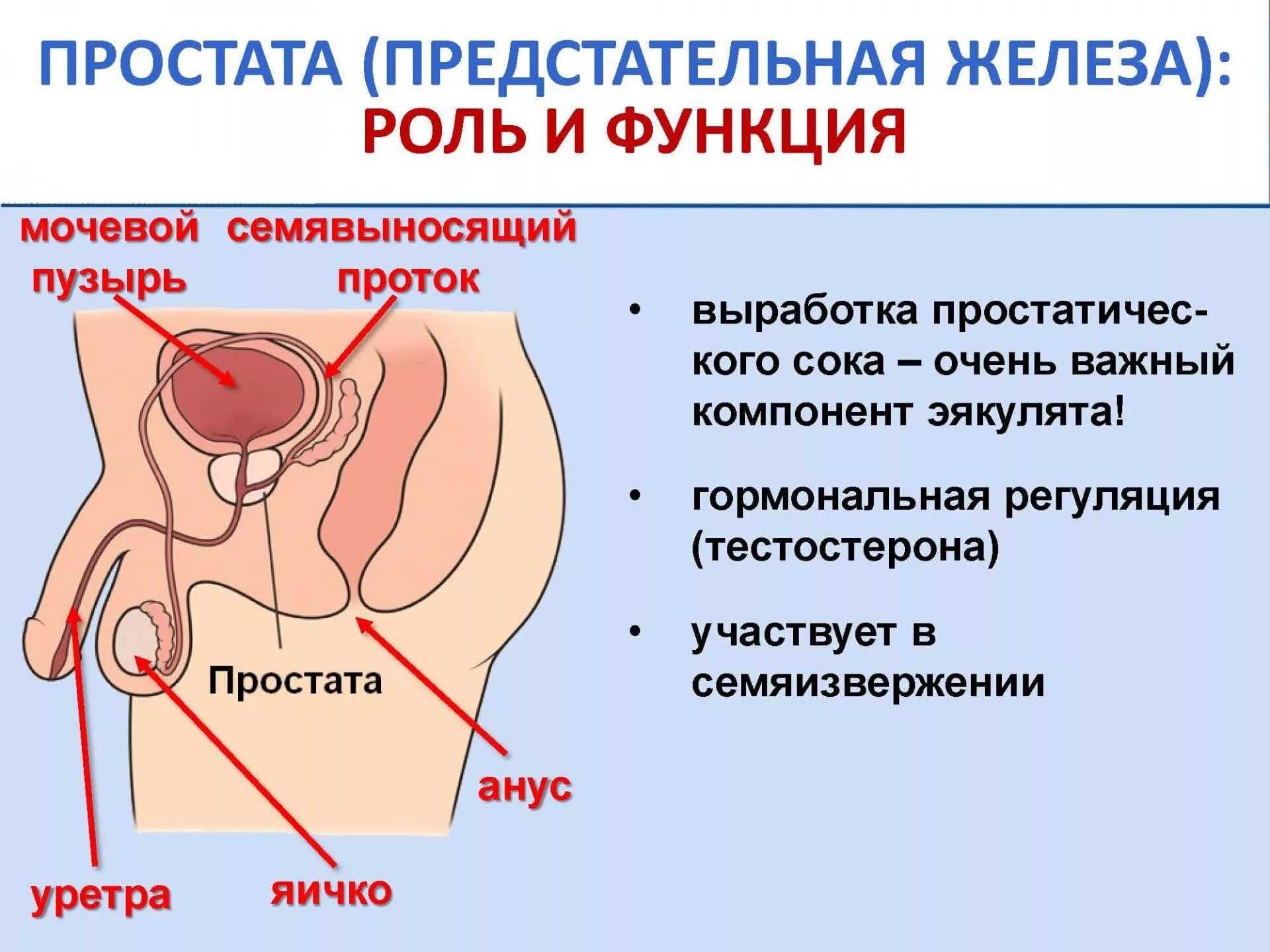 Железа у мужчин