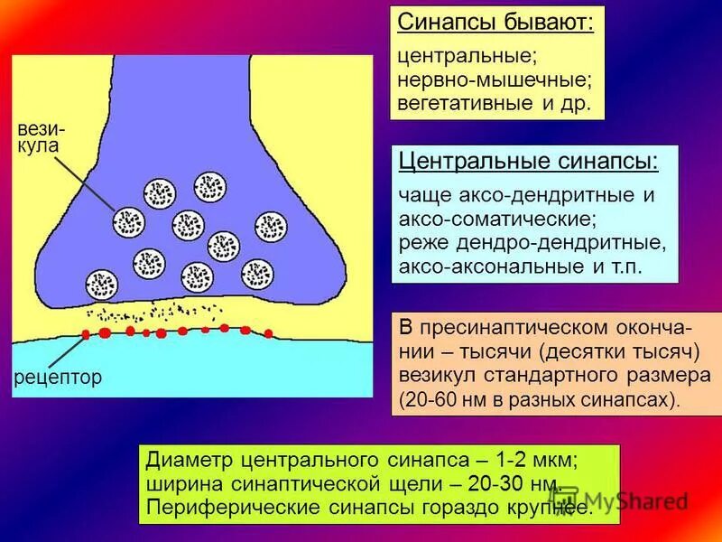 Медиатором в нервно мышечном синапсе является