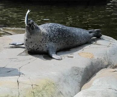 Seals eat